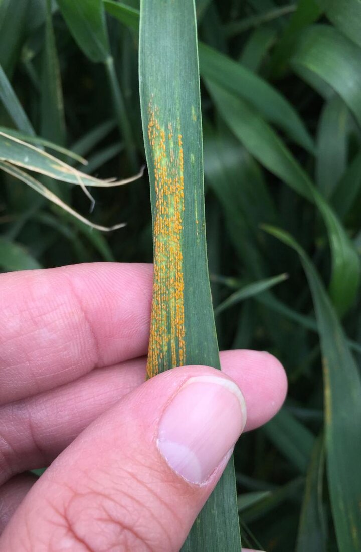 Stripe rust in wheat