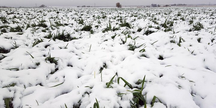 Western Nebraska Winter wheat in early May 2016