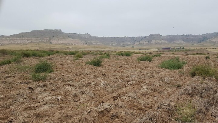 Russian thistle in wheat