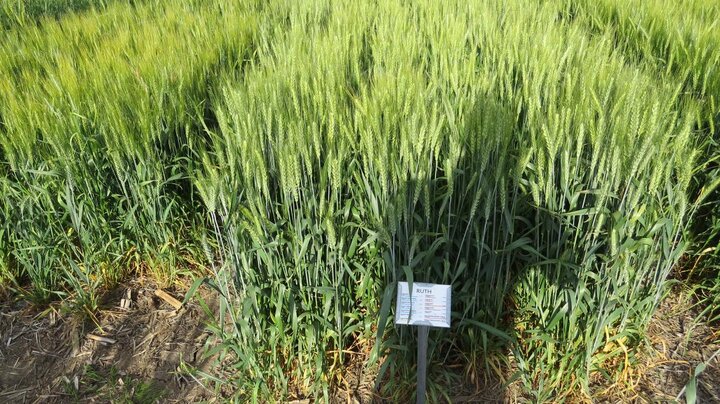 Ruth winter wheat variety