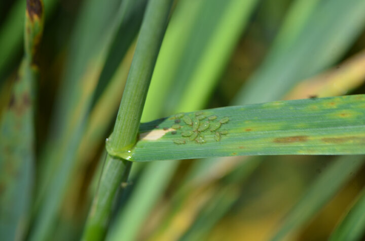 Aphids on wheat near Lincoln