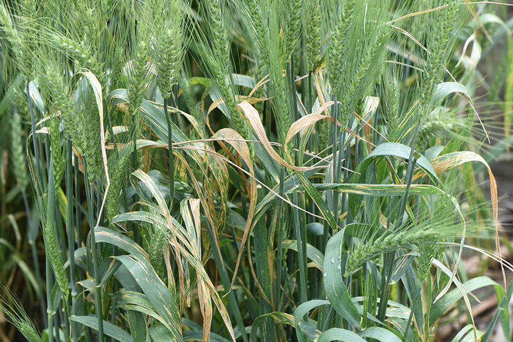 Bacterial leaf streak in wheat