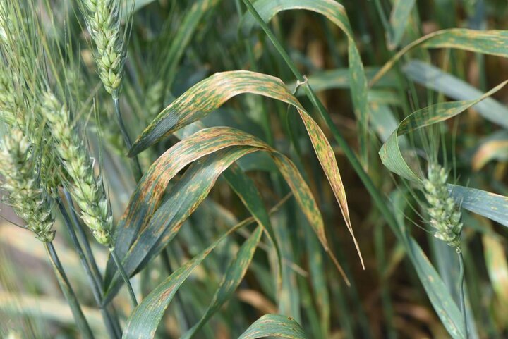 Bacterial streak on a wheat leaf