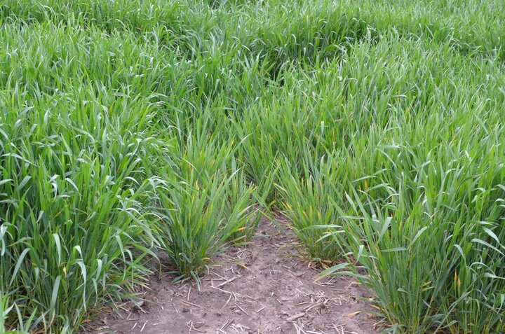 barley yellow dwarf in wheat