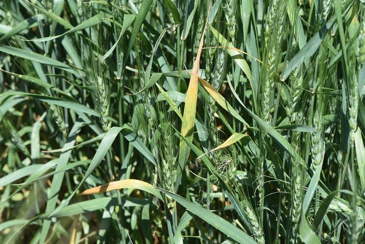 barley yellow dwarf in wheat