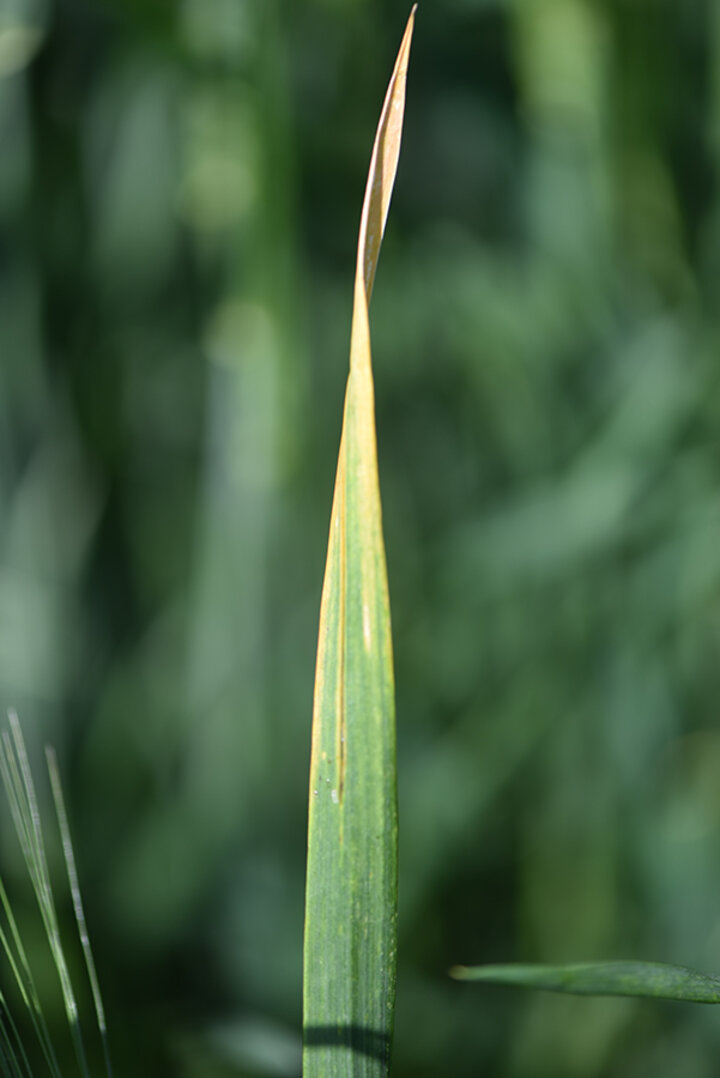 Barley yellow dwarf of wheat