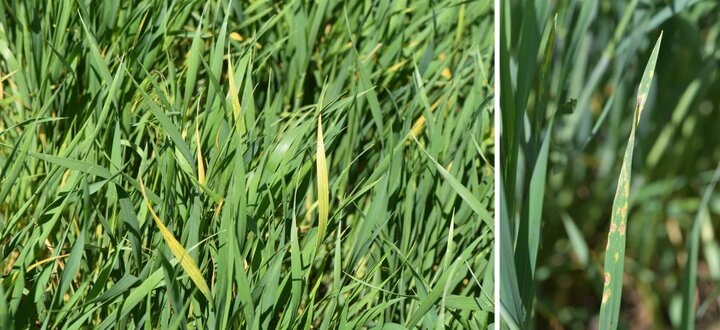 Barley yellow dwarf and tan spot of wheat