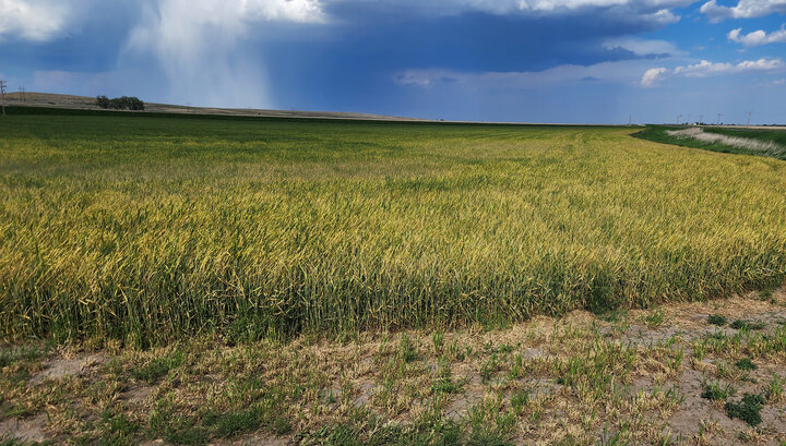 wheat field with barley yellow dwarf