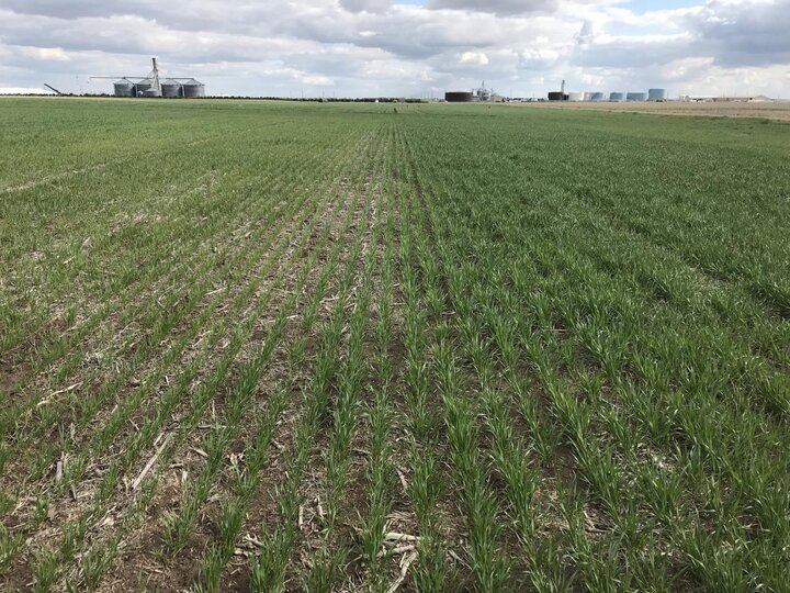 Wheat behind soybean versus fallow