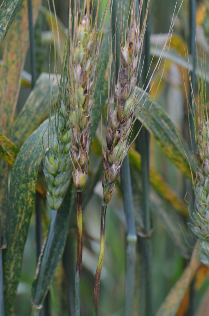 Wheat field with Fusarium head blight