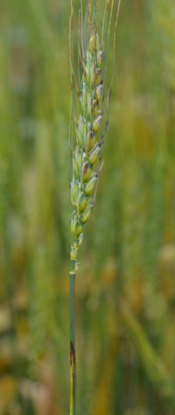 black chaff in wheat