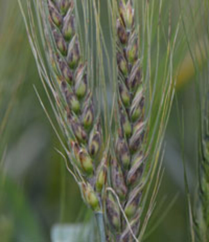 black chaff in wheat