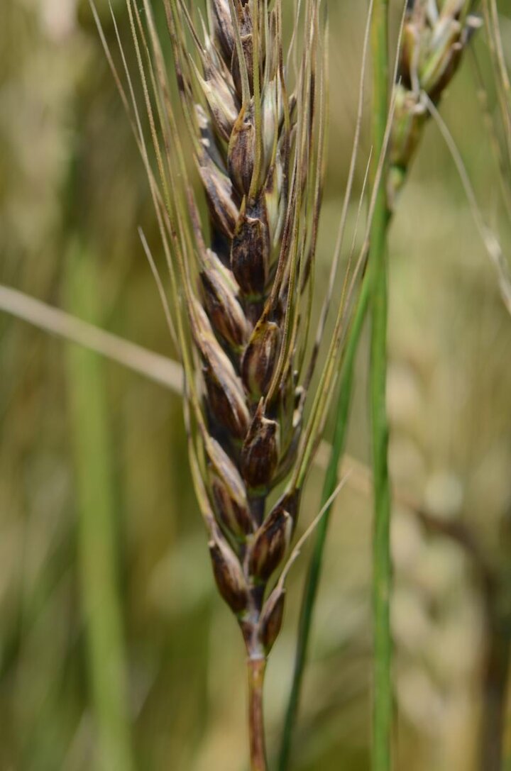 Black chaff in wheat