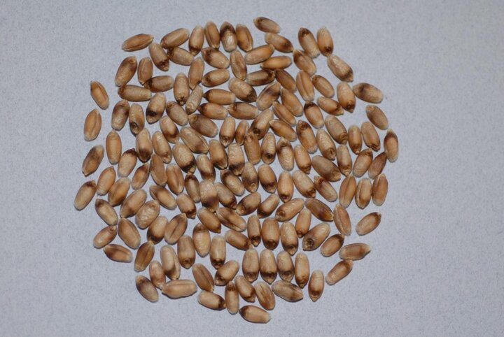 Black point in wheat