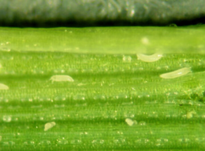 Wheat curl mite