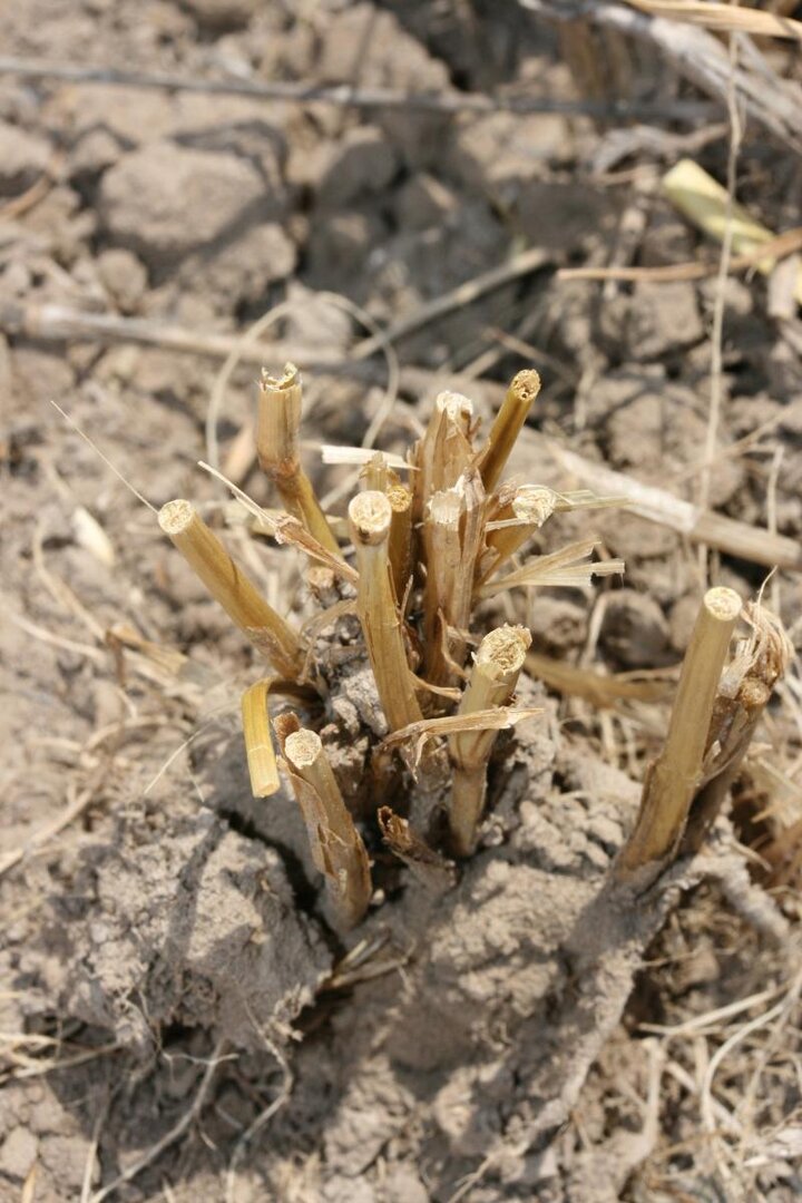 Cut wheat stems