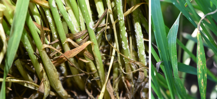 Two photos of wheat diseases: powdery mildew and fungal leaf spots on wheat leaves.