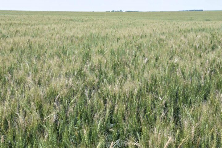 a tilled field