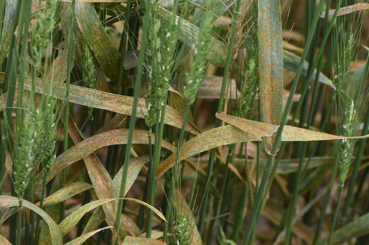 a tilled field