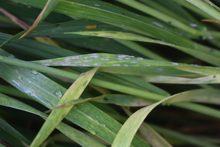 Burned and yellowing leaf tips