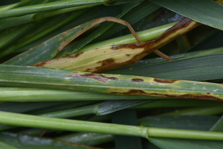 Burned and yellowing leaf tips