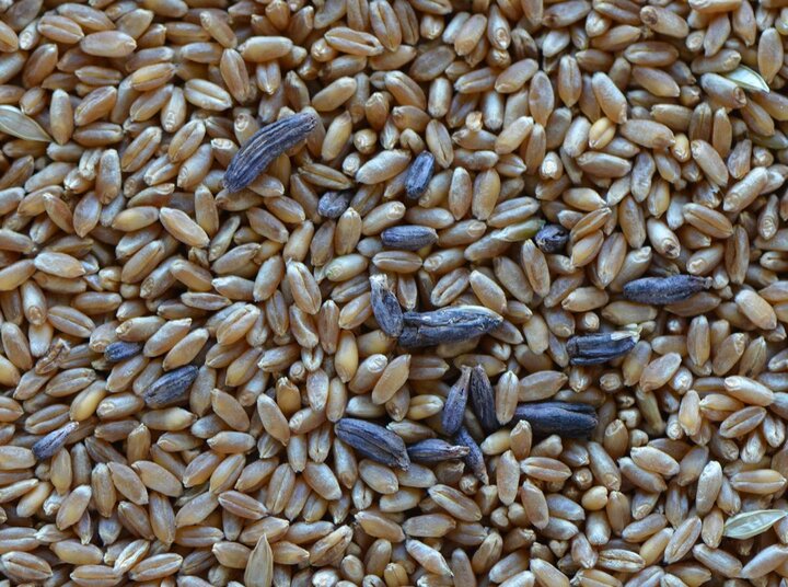 Ergot in wheat