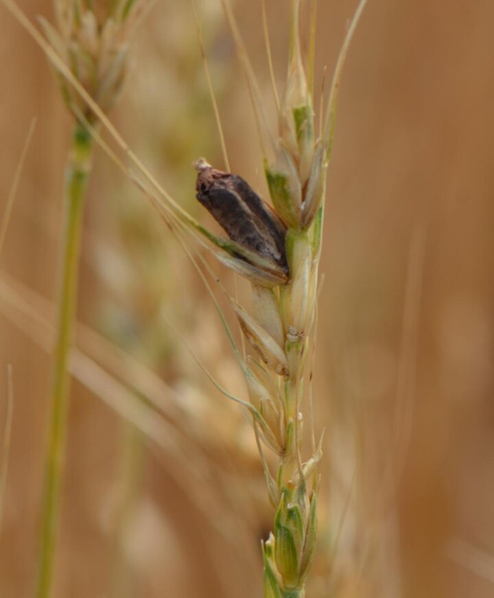 Ergot in a wheat head