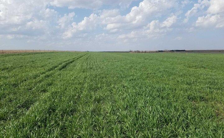 Wheat field in Furnas County