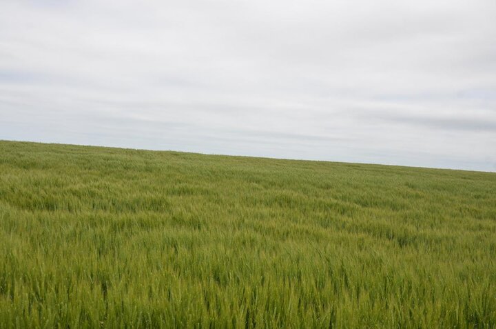 Field of healthy wheat in late May