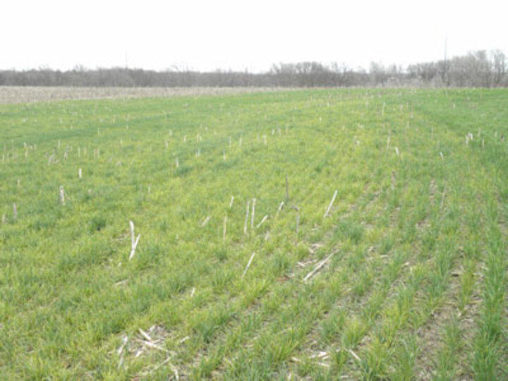 Wheat soilborne mosaic virus