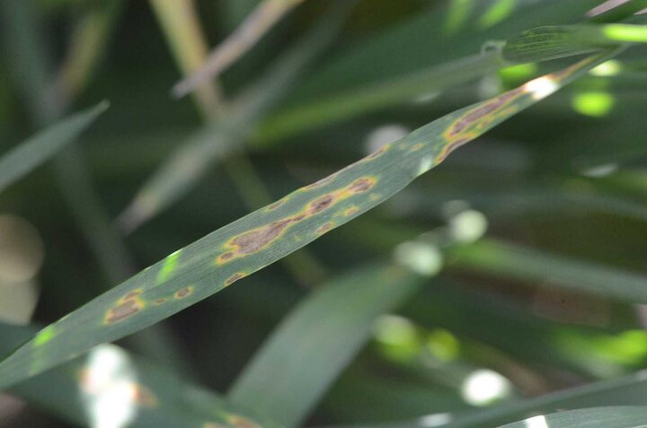 Wheat leaf rust