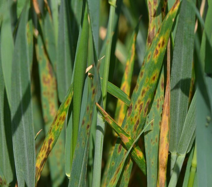 Fungal leaf spot on a wheat leaf