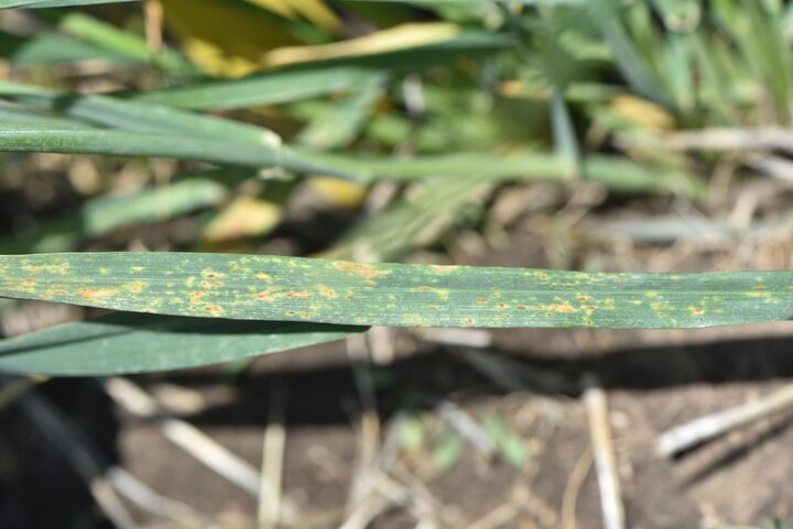 Fungal leaf spot on a wheat leaf