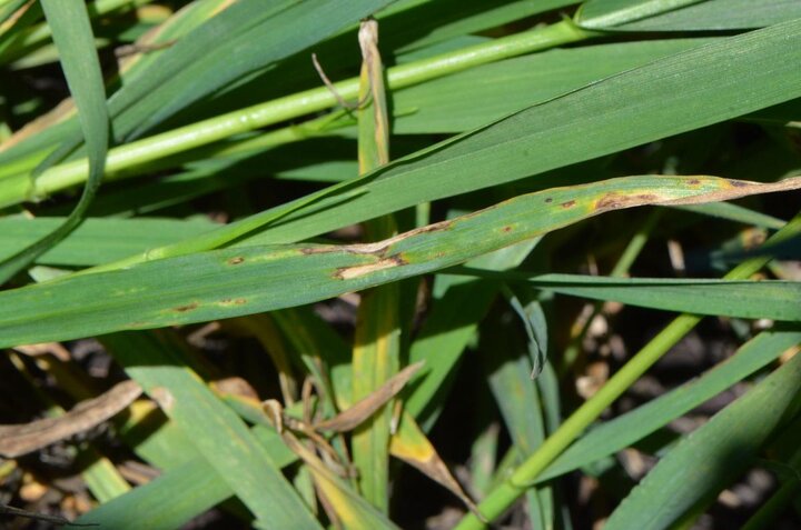 wheat fungal leaf spot