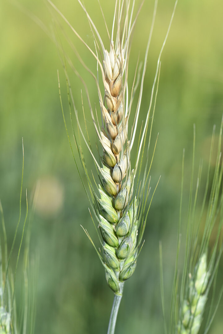 Fusarium head blight in wheat