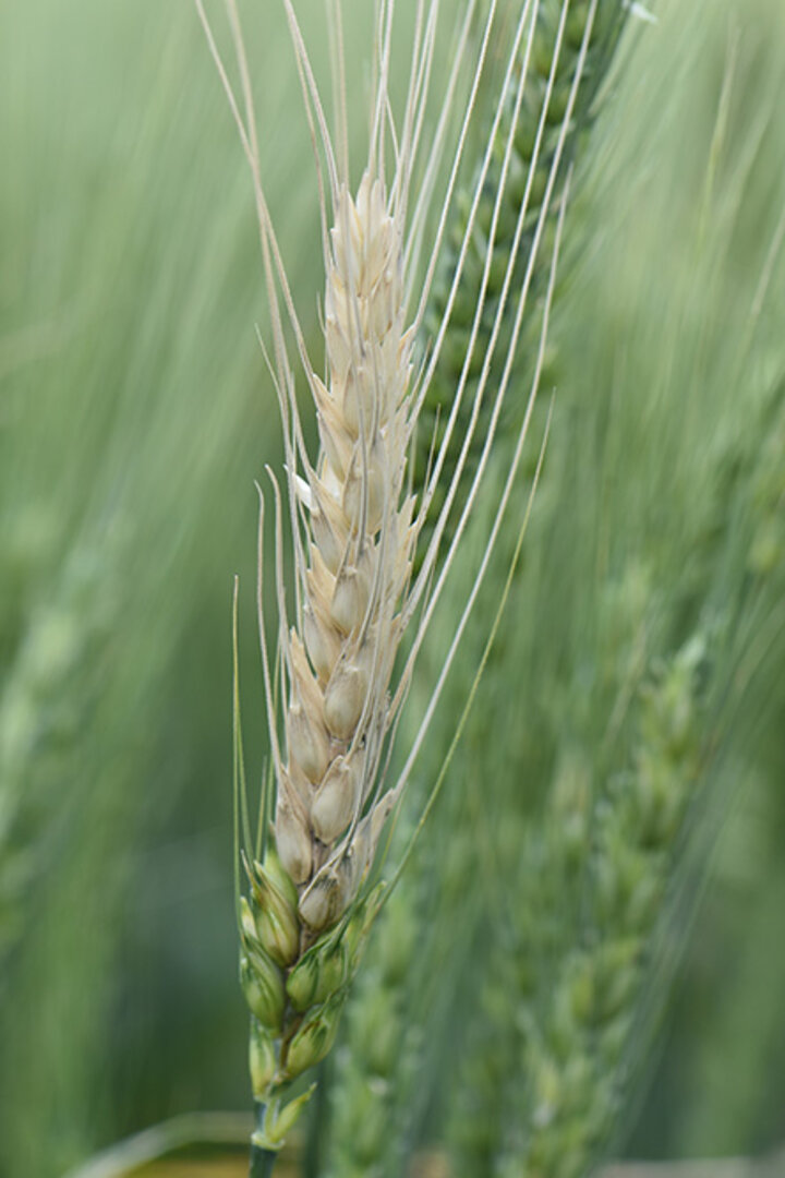 Fusarium head blight in wheat