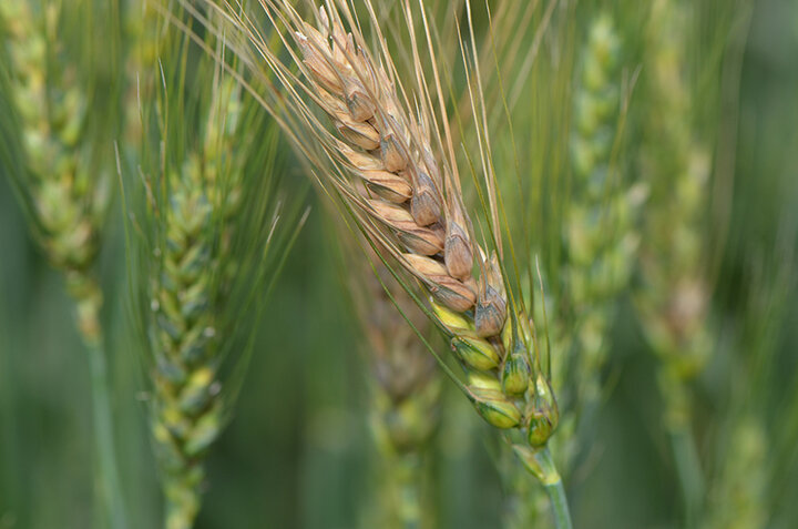 Fusarium head blight