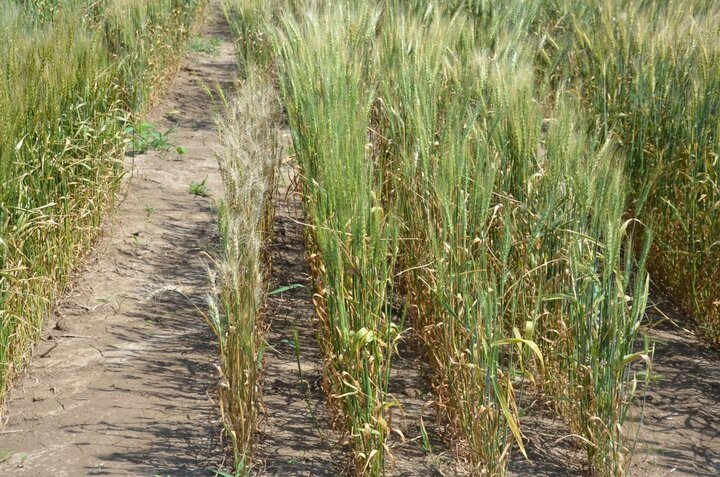 Fusarium head blight in wheat