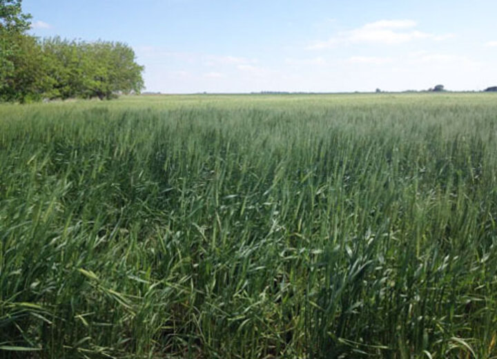 Hail damaged wheat