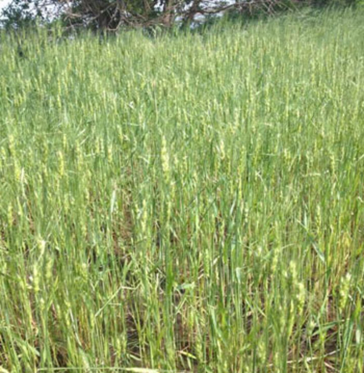 Hail damaged wheat