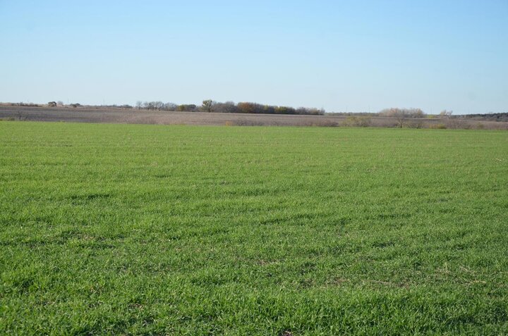 Healthy wheat field