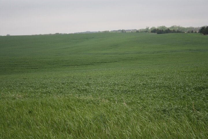 Wheat field at jointing stage