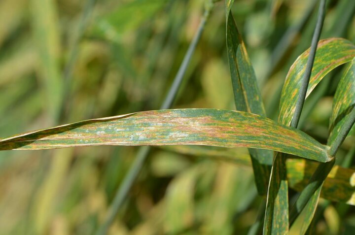 Bacterial streak in wheat