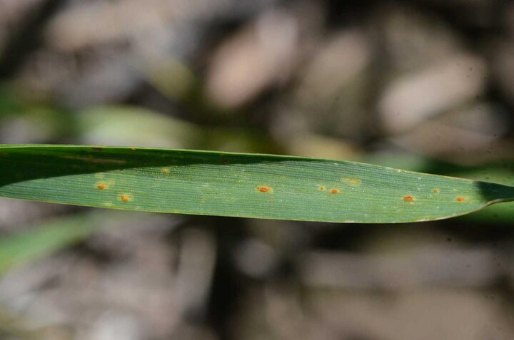 Wheat leaf rust