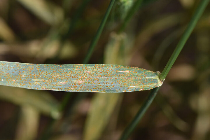 Leaf rust on wheat