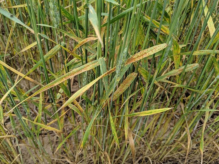 Leaf rust in wheat