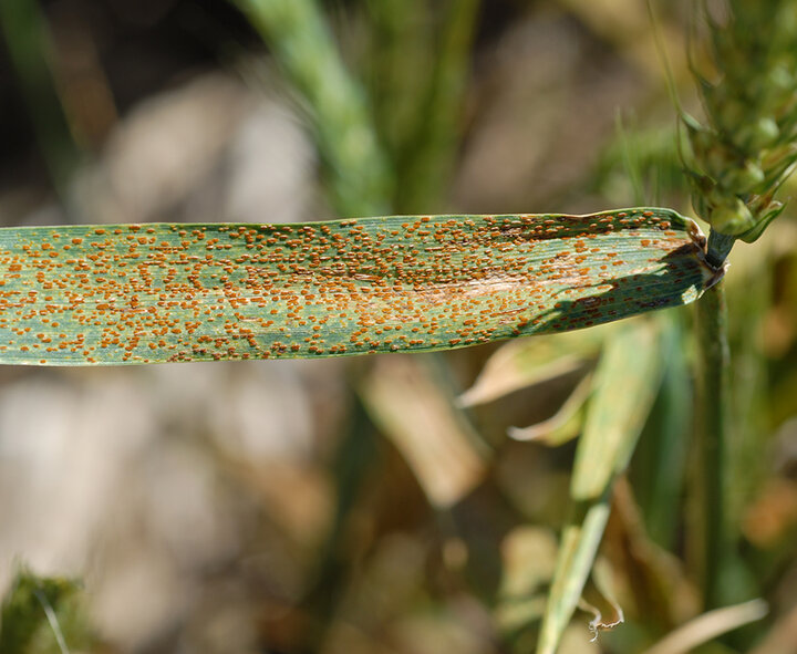 Wheat leaf rust