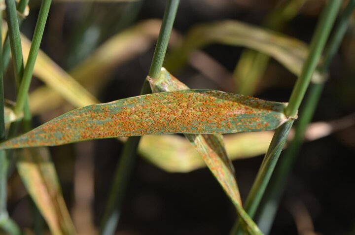 Wheat leaf rust on wheat