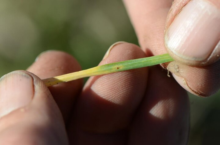 Wheat leaf rust pustule, appearing in November in south central Nebraska