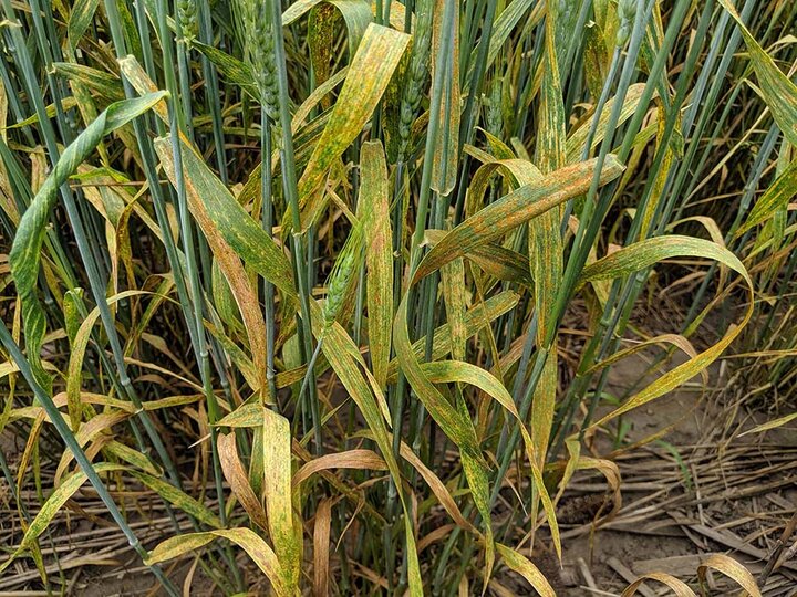 Leaf and stripe rust in wheat